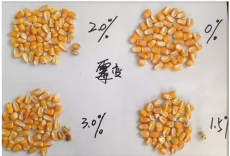 猪友们：1.5%、2%、3%的霉变玉米，你能区分出来