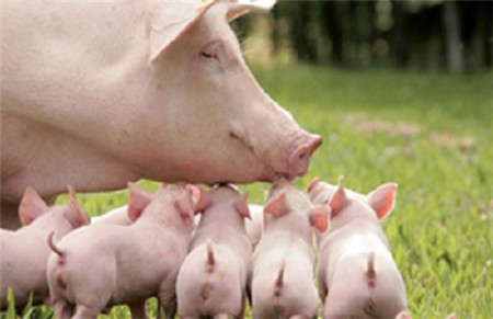 对怀孕母猪的饲养，牢记3点，产仔率绝对高！
