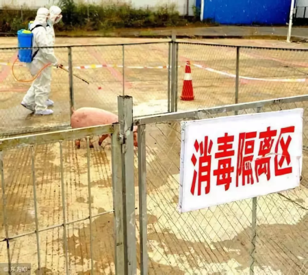 70个样本5个检出非洲猪瘟病毒，辽宁省紧急通知加强防控！江苏等省份疫区相继解封