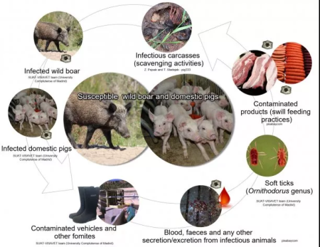 非洲猪瘟：对世界养猪业的最大威胁！我们可以做什么？