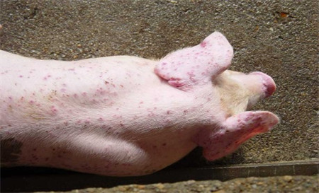 警惕：无疹块猪丹毒误诊为蓝耳，大猪死亡率高！