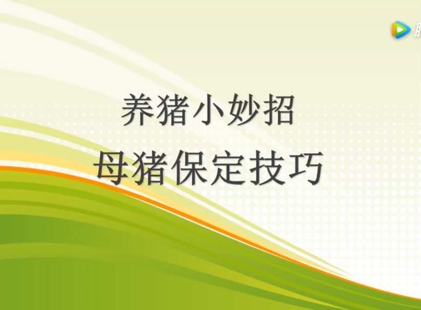 保定母猪只需三分钟？这个简单易学的母猪保定术你值得拥有！