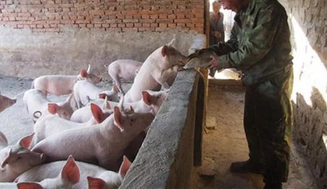 黑龙江杜尔伯特“抱团”养猪共同致富