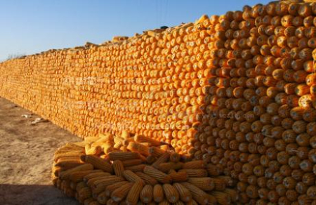 国家出手收玉米：东北一斤8毛5、山东一斤9毛6！玉米要涨价？