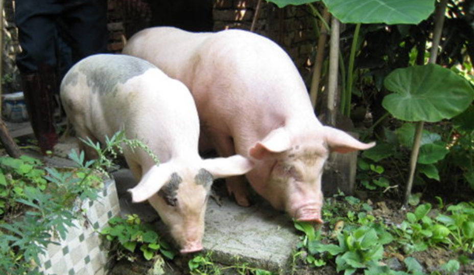 巴西确认经典猪瘟疫情