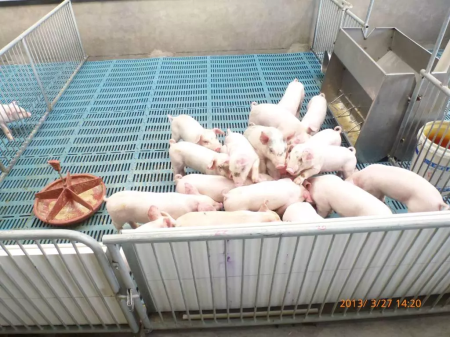 猪瘟影响减弱，豆粕、乳清粉又要抬高饲料价格