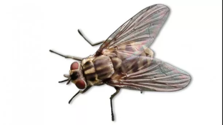 苍蝇可将非洲猪瘟病毒传给猪吗？