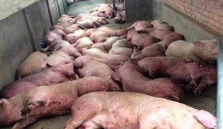 连云港多个养殖户大面积猪死亡，当地否认非洲猪瘟，不送检让养殖户自行处理