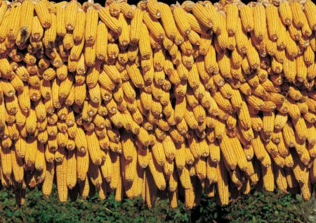如果玉米价格下跌过快，不要着急卖粮