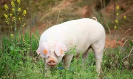 国外养猪增重的五种妙法！养猪人值得收藏！