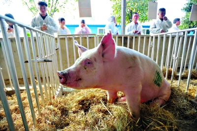 武汉种猪拍卖价创新低，猪王3.9万元