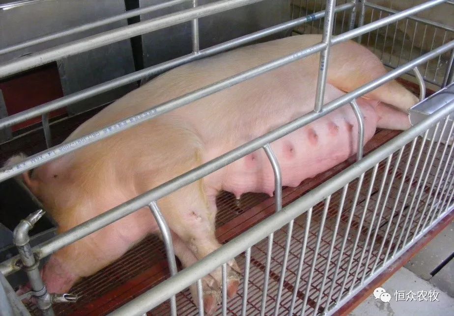 工厂化养猪分娩车间的生产技术与管理规范(上)