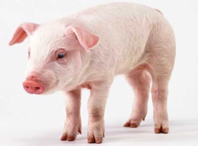 9月底全国生猪存栏同比下降2.3%，四季度猪价有望上涨？