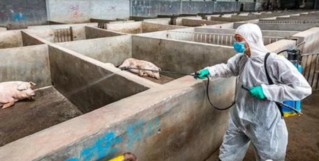 预防非洲猪瘟：猪场消毒 你做对了吗？