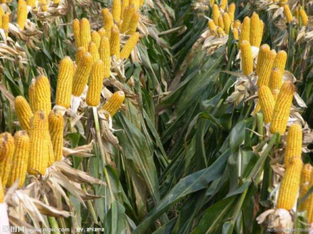 玉米大范围涨价？为啥农户卖粮几毛、养殖户买粮一块多？