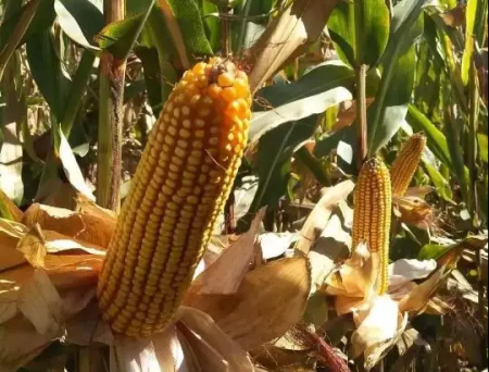 10月多地玉米突破1元/斤！养殖户啥时买、农户啥时卖最合适？