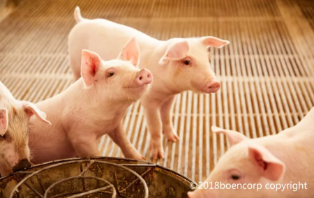 冬季水温度对养猪重要作用，温水可以减少腹泻！
