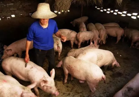 养猪户注意啦，七个方法给你的猪场除臭！