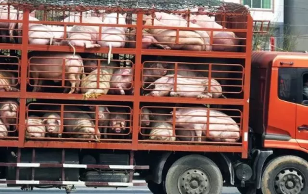 官宣：强化调运车辆监管，严防非洲猪瘟蔓延