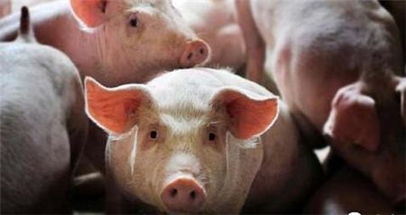 湖南安乡县无害化处理2吨入境生猪产品