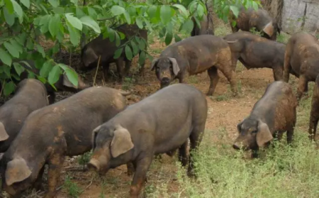 安徽省青阳县一家近万头猪场发生非洲猪瘟疫情