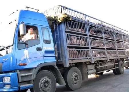 禁止跨省调运生猪及生猪产品进入广西名单！