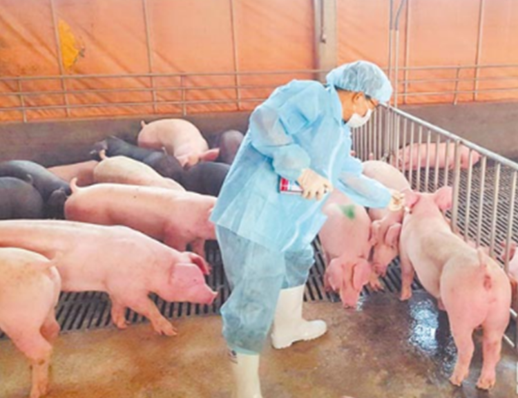 日本传猪瘟 ，肉品禁止入台湾！