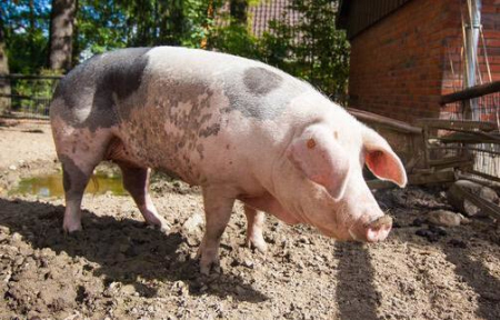 湖南怀化市排查出非洲猪瘟疫情，死亡55头！