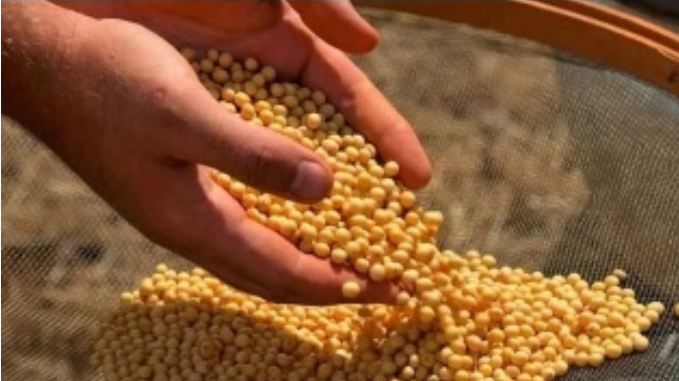 中国就是不买美豆，出乎许多人预料