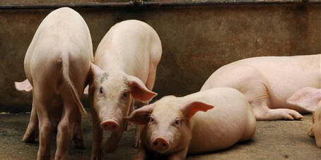 欧盟支持比利时先发制人的猪瘟屠杀
