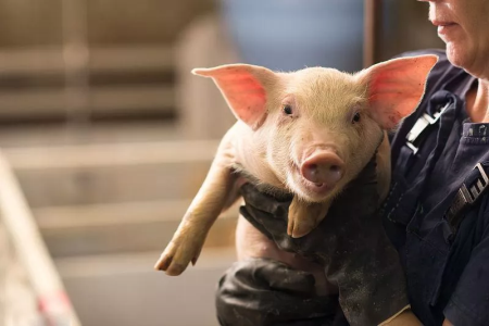 为什么那么多人强烈“抗拒”养猪的智能化？这里有十大理由！