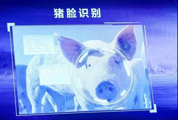 猪好多