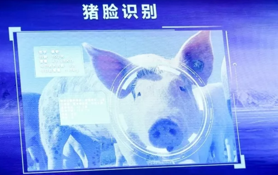 为什么中国的科技巨头都热衷于养猪