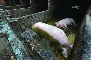 养户及泔水提供者均被拘留！泔水养猪屡禁不止，多地加强查处力度