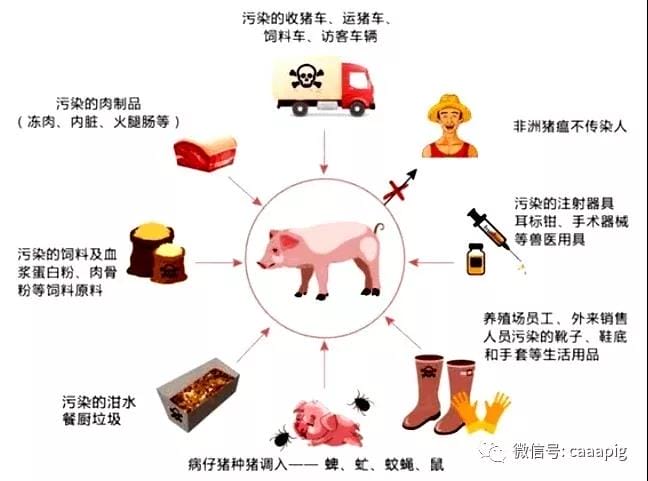 猪好多