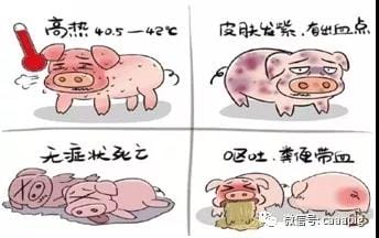 猪好多