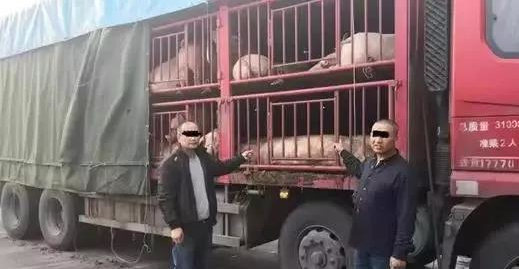 新消息！从江苏运往广东一货车非法运载生猪被截获！