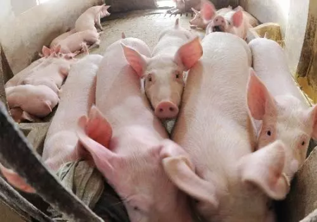 育肥猪厌食的原因是什么？育肥猪应如何饲养管理？