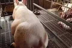 赶快将种母猪档案收好，不仅关乎食品安全……