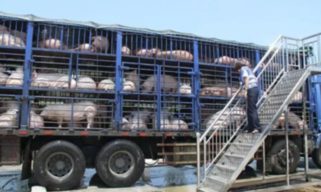 车辆备案屠企被迫减量  全国猪价维持慢涨，生猪出栏价突破7元/斤大关