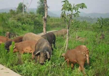 农业农村部：强化家猪野猪非洲猪瘟联防联控工作