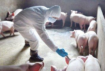 猪场制定免疫程序时需考虑六大因素
