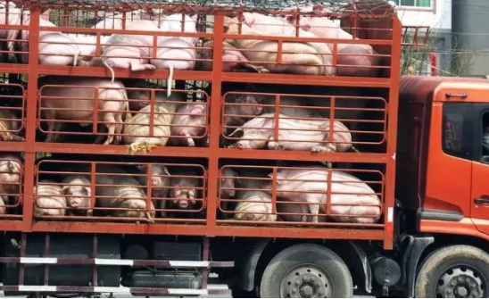 好消息！存栏在500头以上安徽养猪大户可申请跨市调运生猪