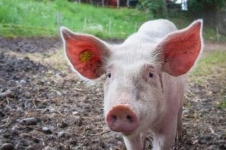 四川省巴中龙背乡养殖场发现非洲猪瘟疫情，周边乡镇进行封锁