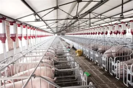 目前全国生猪市场现状，母猪淘汰量增加30%，补栏清淡...