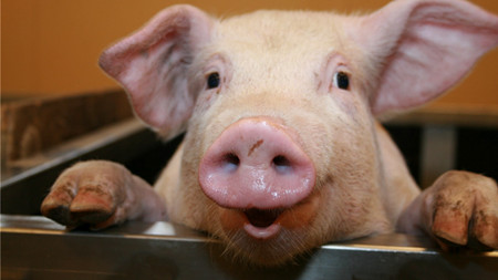 为什么今年口蹄疫会喘死猪？