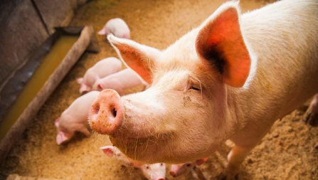 虽然是冬季，猪场也要预防热射病！