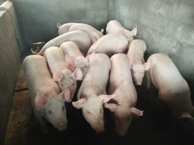 福建泉州：规模猪场全面实行建档立卡管理