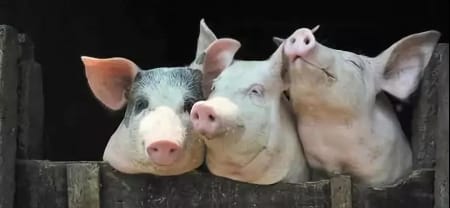 2018年12月20日全国各省生猪价格土杂猪价格报价表