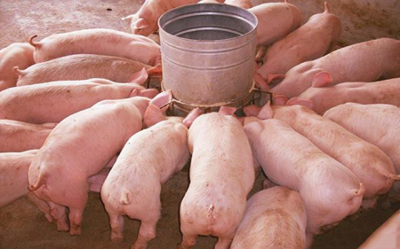 寒冷冬季如何使保育猪增重快、不生病？